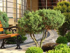 www.pinus.pl - stone, garden, paving